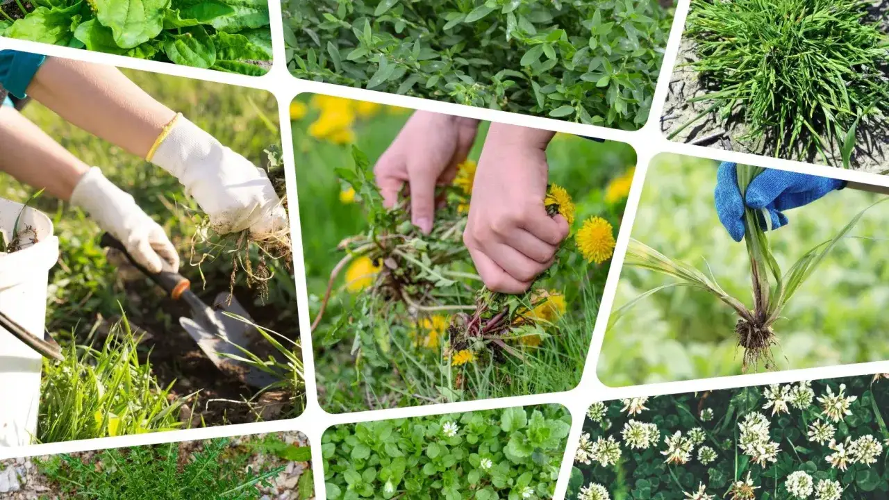 Bezpieczne stosowanie herbicyd&oacute;w w ogrodzie
