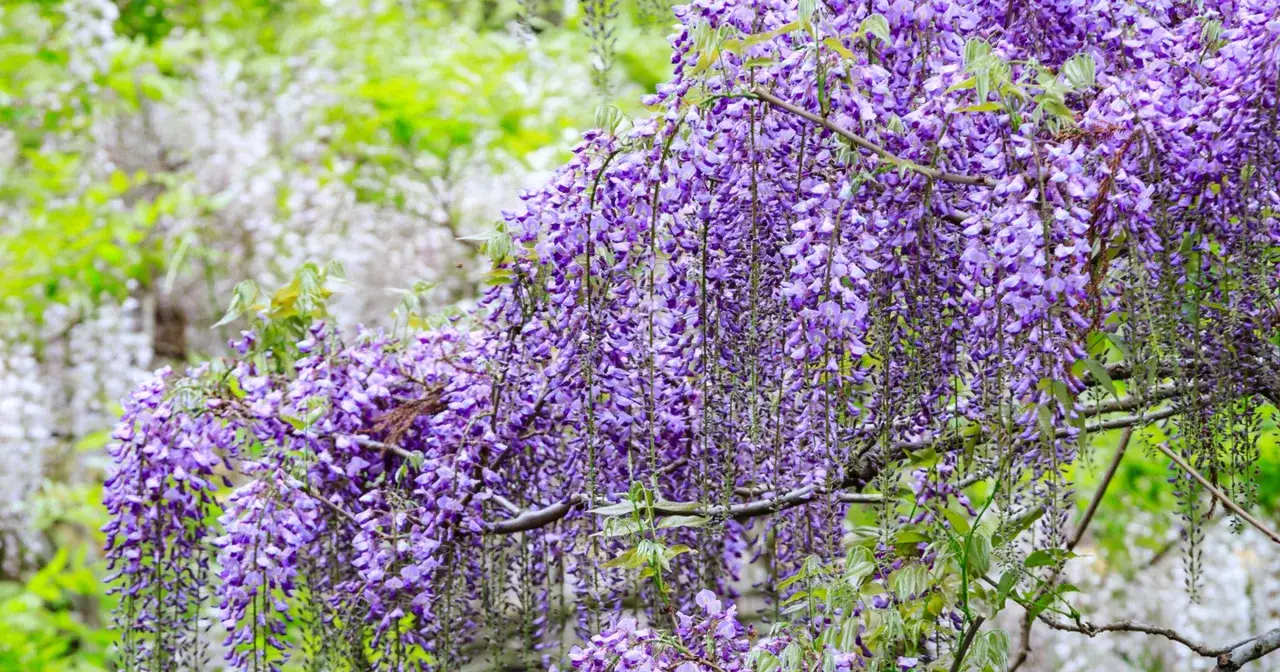 Fioletowa wisteria w pełnym rozkwicie, gotowa do przycinania. Jej pnącza tworzą kaskady kwiatów, idealne do uprawy w ogrodzie.