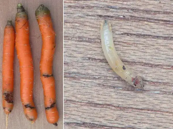 połyśnica marchwianka ochrona