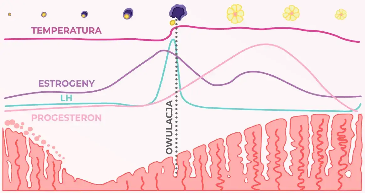 diagram cyklu menstruacyjnego z owulacją