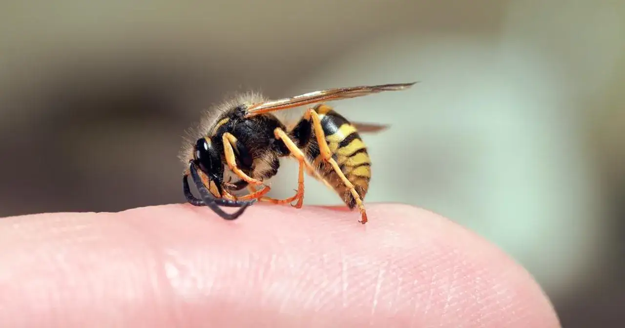 Osa na palcu, gotowa do zadania bolesnego ugryzienia.