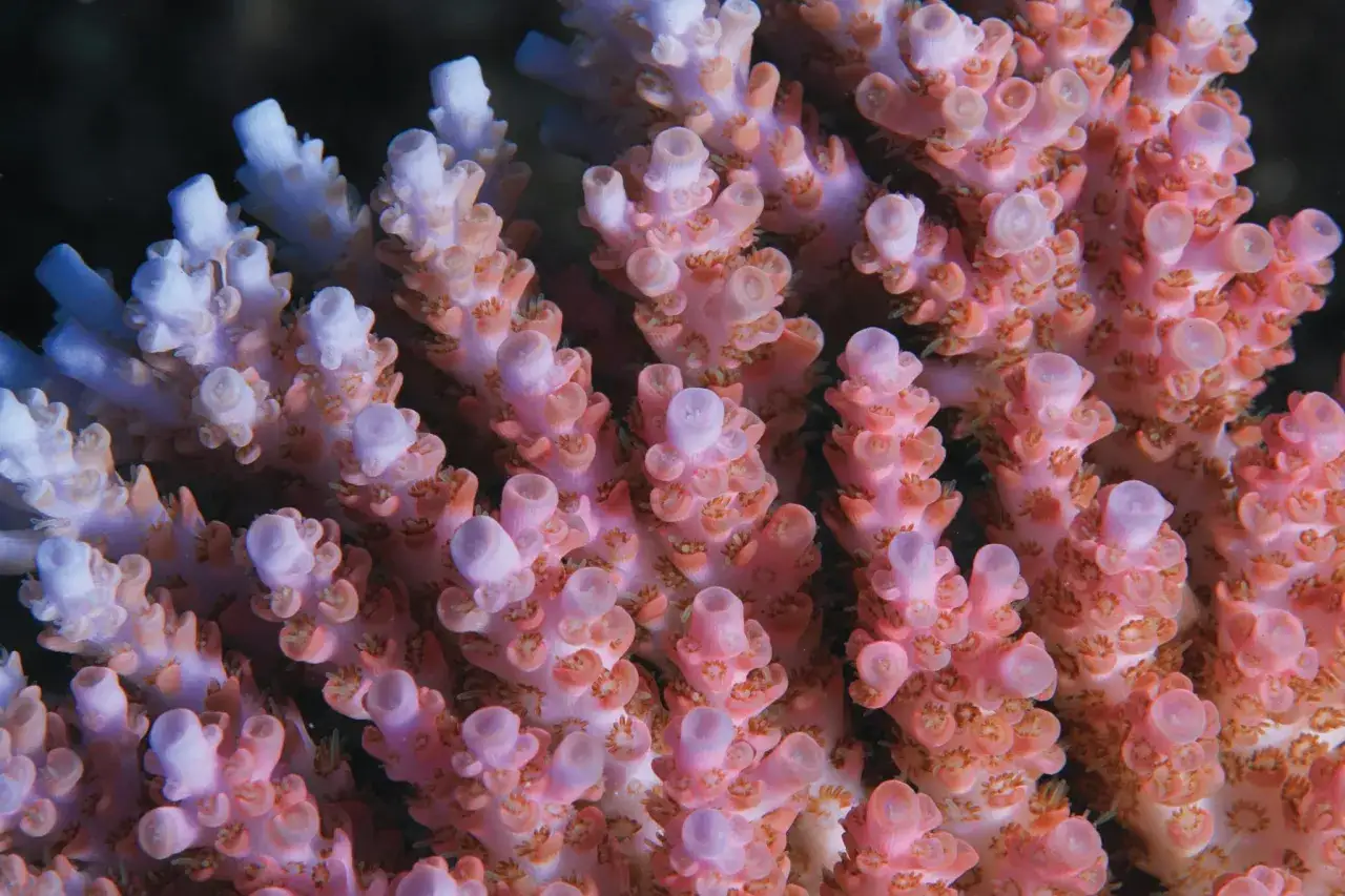 akwarium niskie ph przyczyny