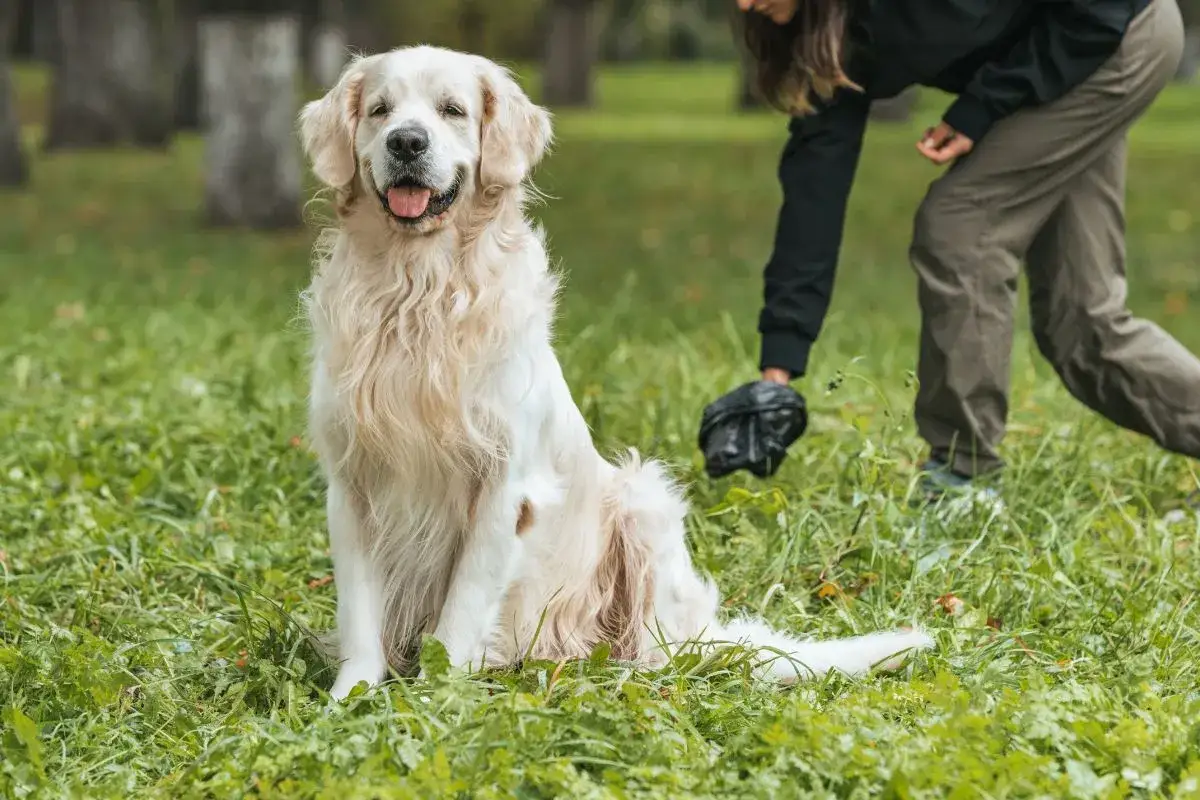 Jak oduczyć psa zjadania odchod&oacute;w