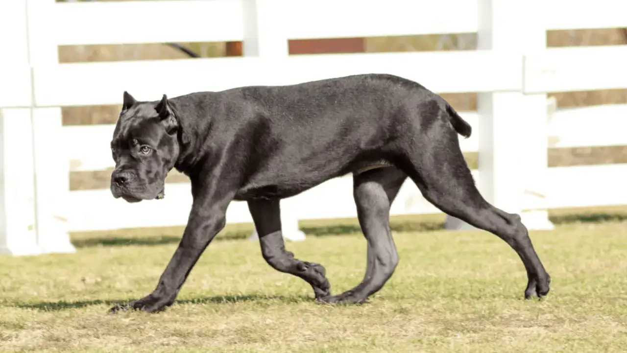 Czarny pies rasy Cane Corso, o lśniącym umaszczeniu, spaceruje po trawie.