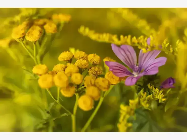 popularne ż&oacute;łte kwiaty gatunki