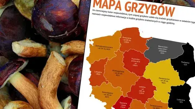 Mapa Polski regiony grzybowe