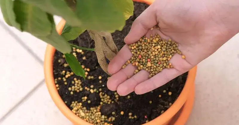 r&oacute;żne rodzaje nawoz&oacute;w do roślin doniczkowych