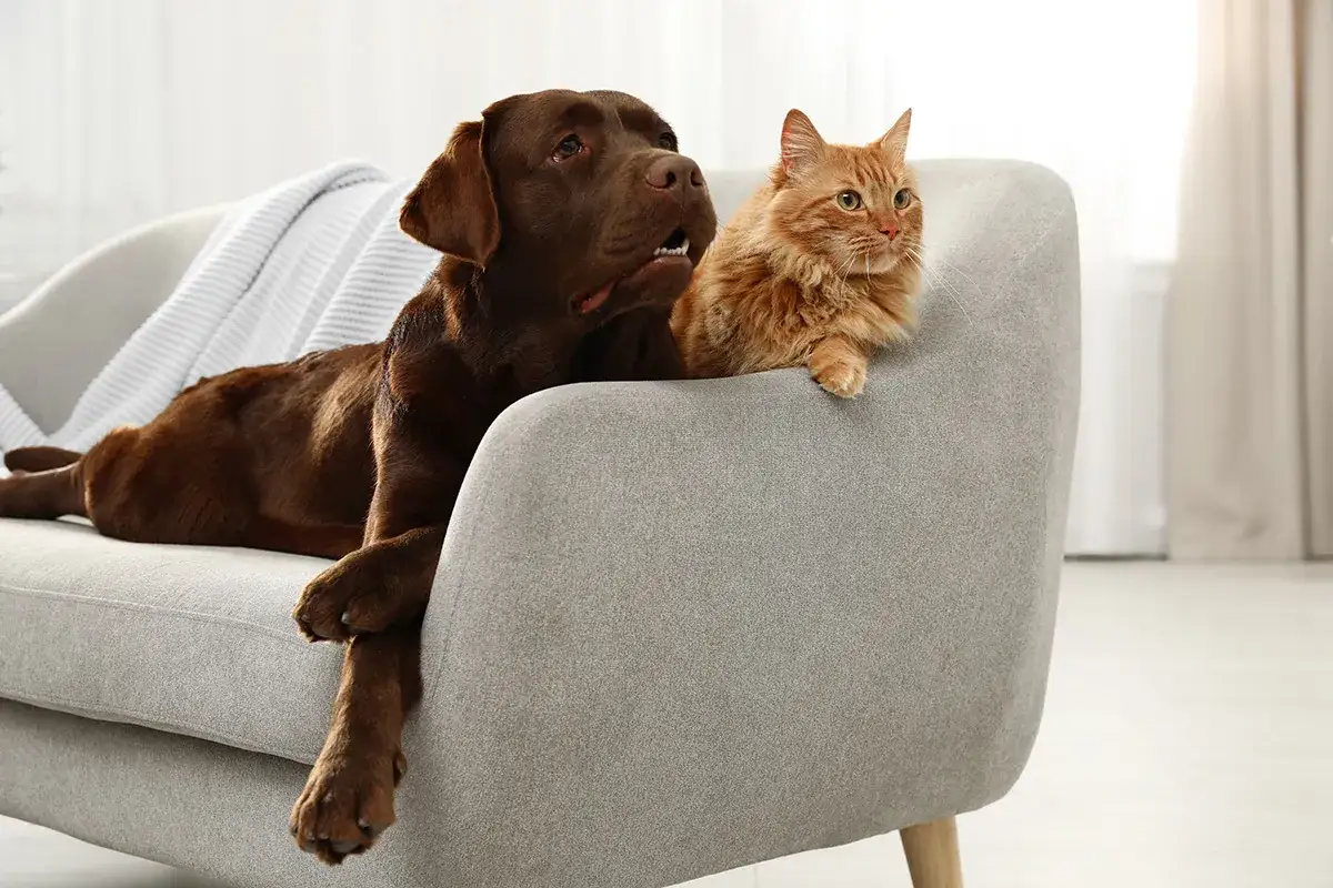 tkaniny obiciowe odporne na kota, sofa pet friendly