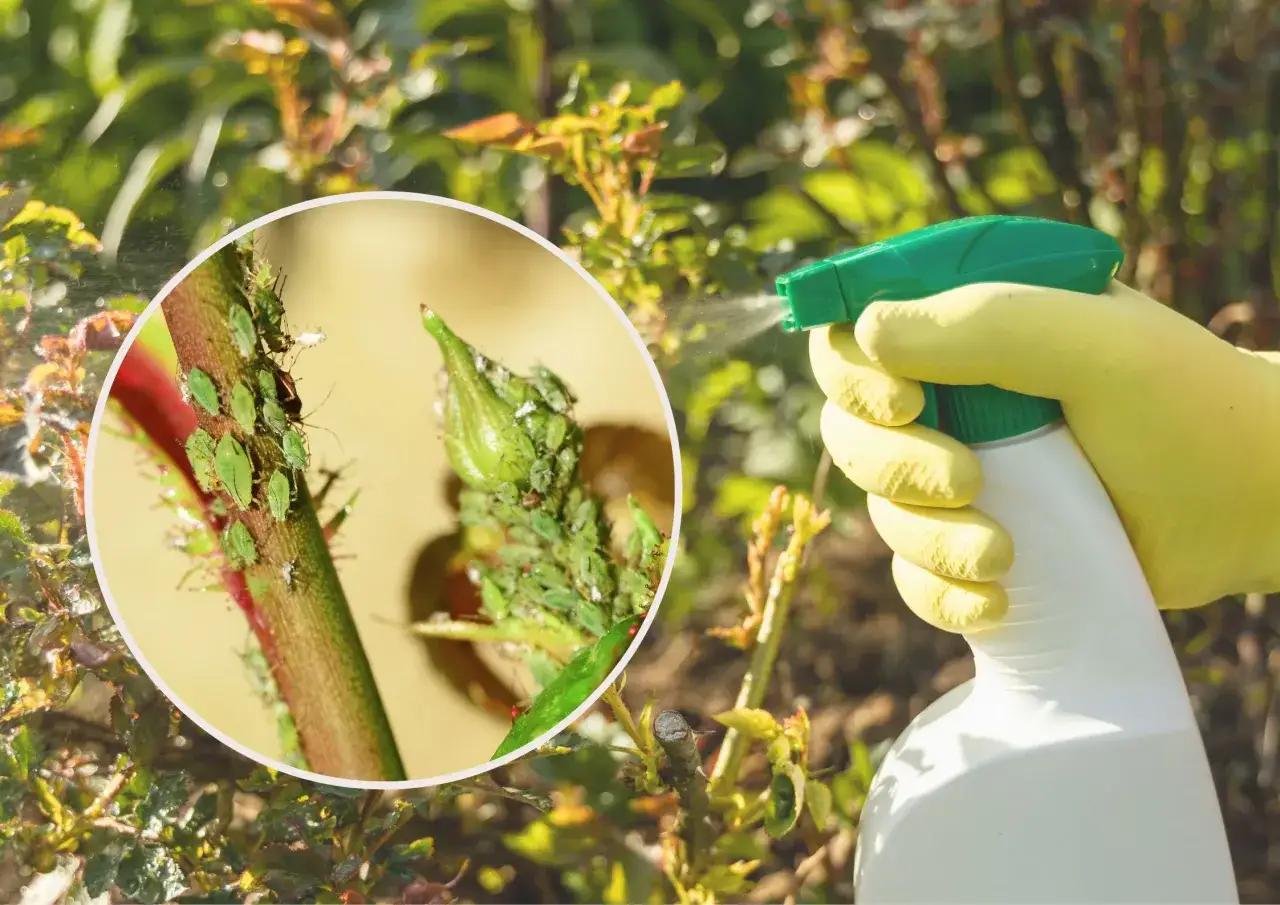 domowe sposoby na mszyce i ziemi&oacute;rki