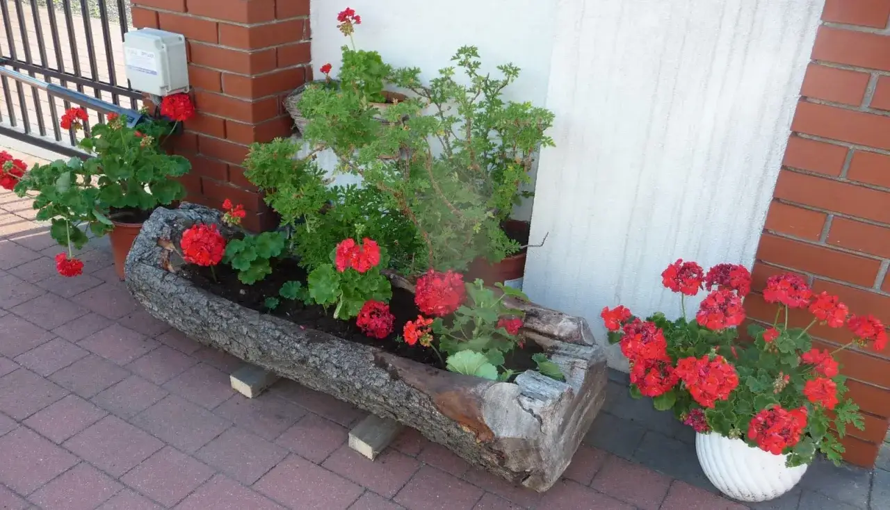 Oto jak zrobić donice z pnia drzewa: naturalna ozdoba ogrodu z czerwonymi pelargoniami.