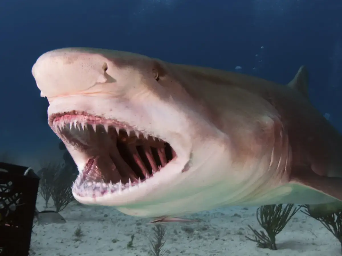 Otwarta paszcza rekina z ostrymi zębami. Czy to jeden z wielu gatunków rekinów, które zamieszkują oceany?