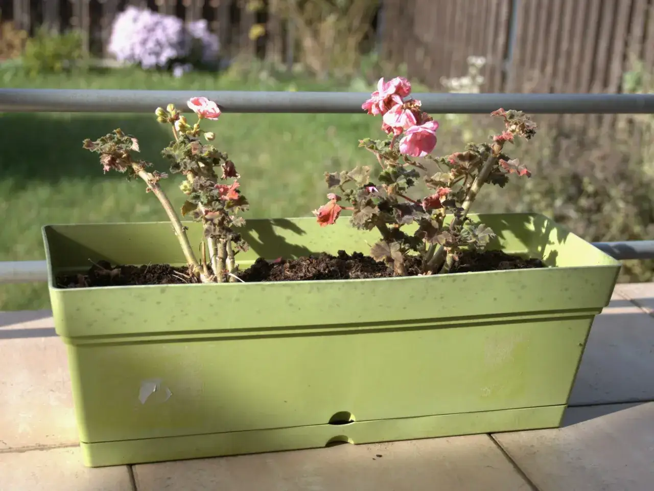 problemy z kwitnieniem kwiat&oacute;w balkonowych