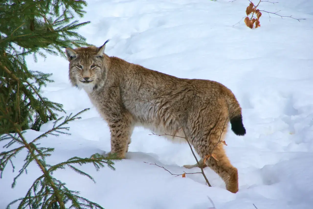Lince eurasiatica in Italia confronto puma