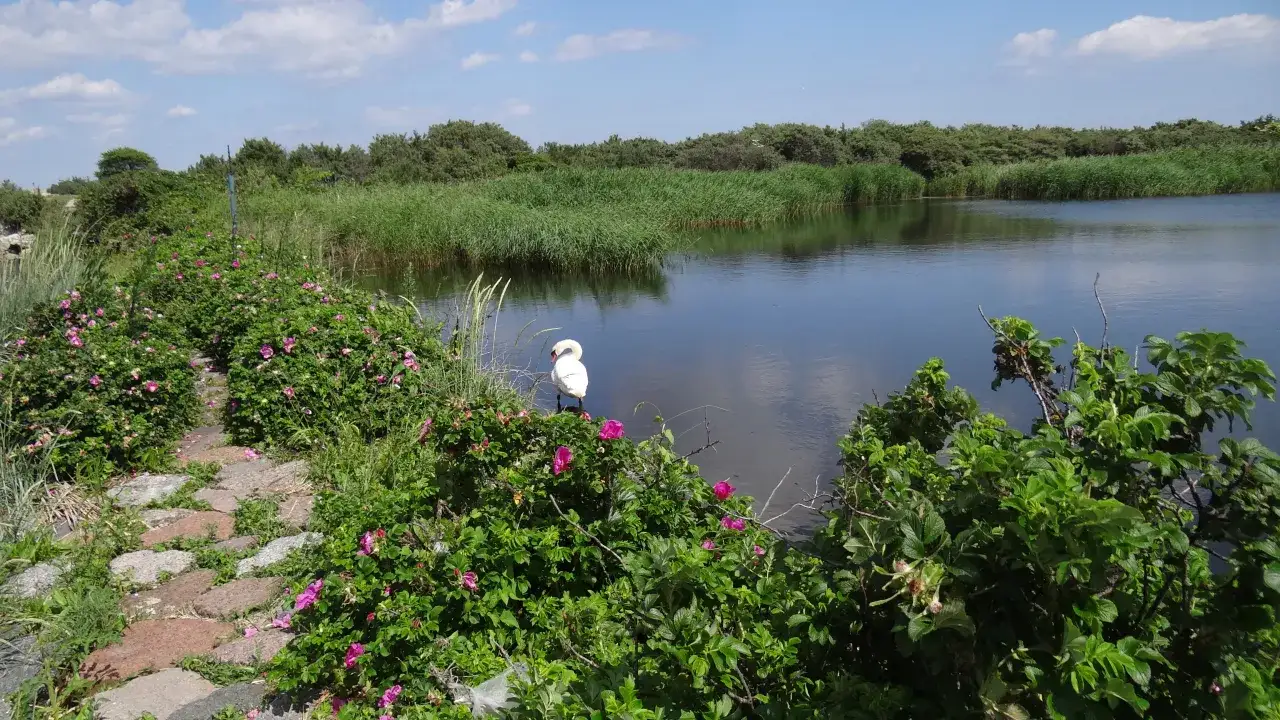Łabędź przy wodzie, otoczony dziką różą i trzcinami. Czy Polska ma jakąś wyspę? Może taką, gdzie żyją takie ptaki.