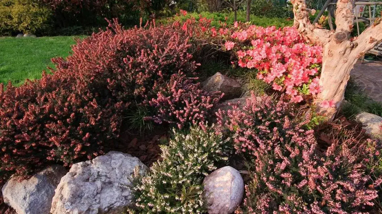 Piękny ogr&oacute;d, kiedy kwitnie wrzosiec. Krzewy wrzosu w odcieniach r&oacute;żu i czerwieni, otoczone kamieniami i kwitnącymi azaliami.