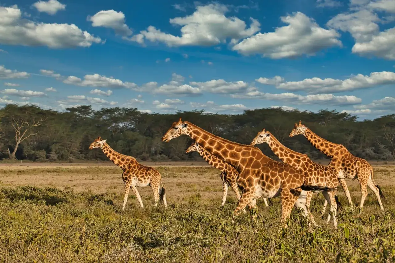 Stado żyraf przemierza sawannę w parku narodowym Tsavo.
