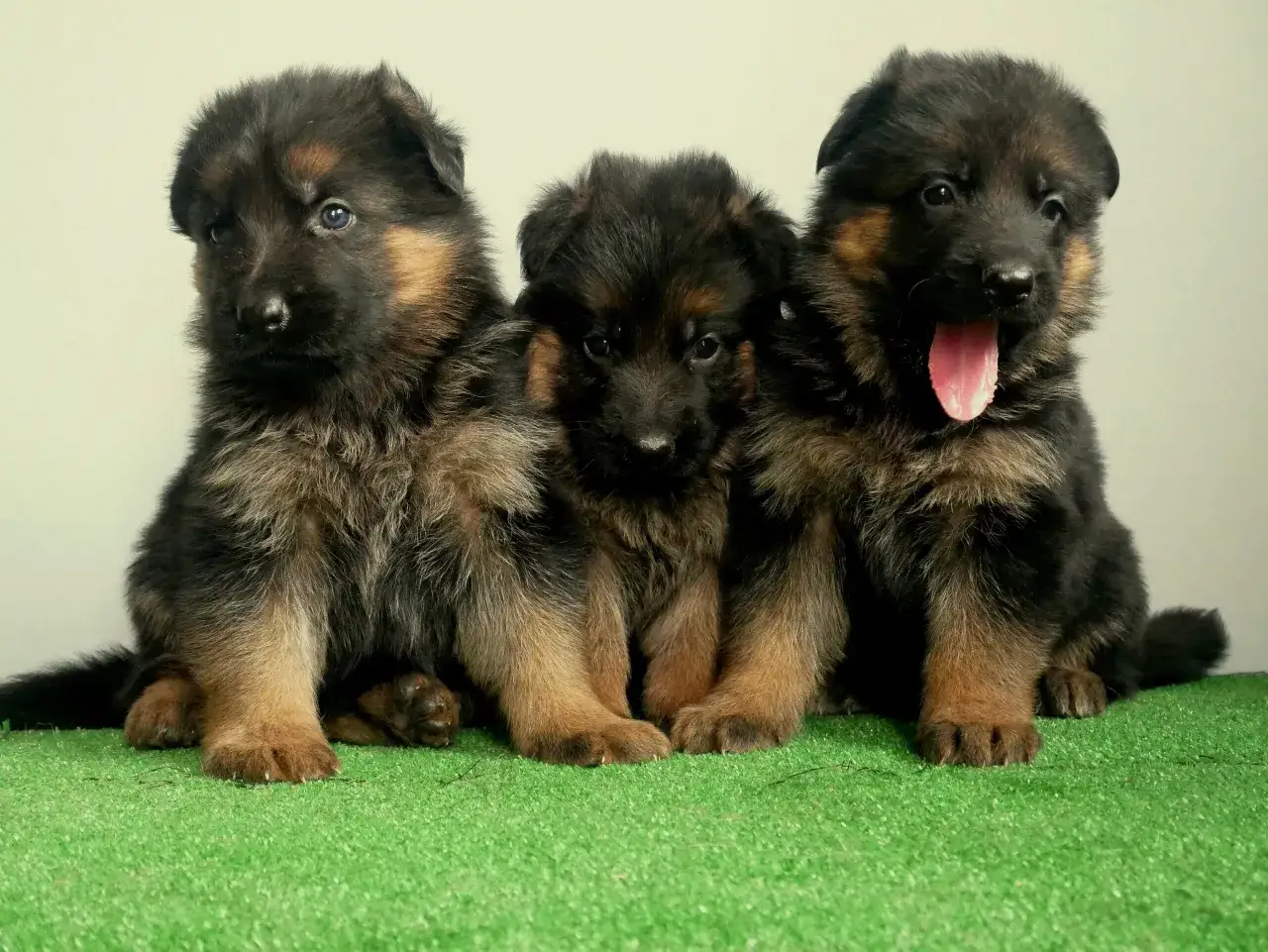 Trzy urocze szczenięta owczarka niemieckiego siedzą na zielonej trawie. Zastanawiasz się, ile kosztuje owczarek niemiecki?
