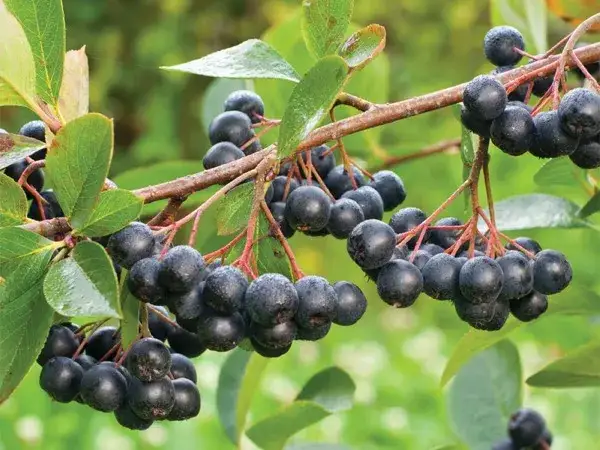 owoce aronii