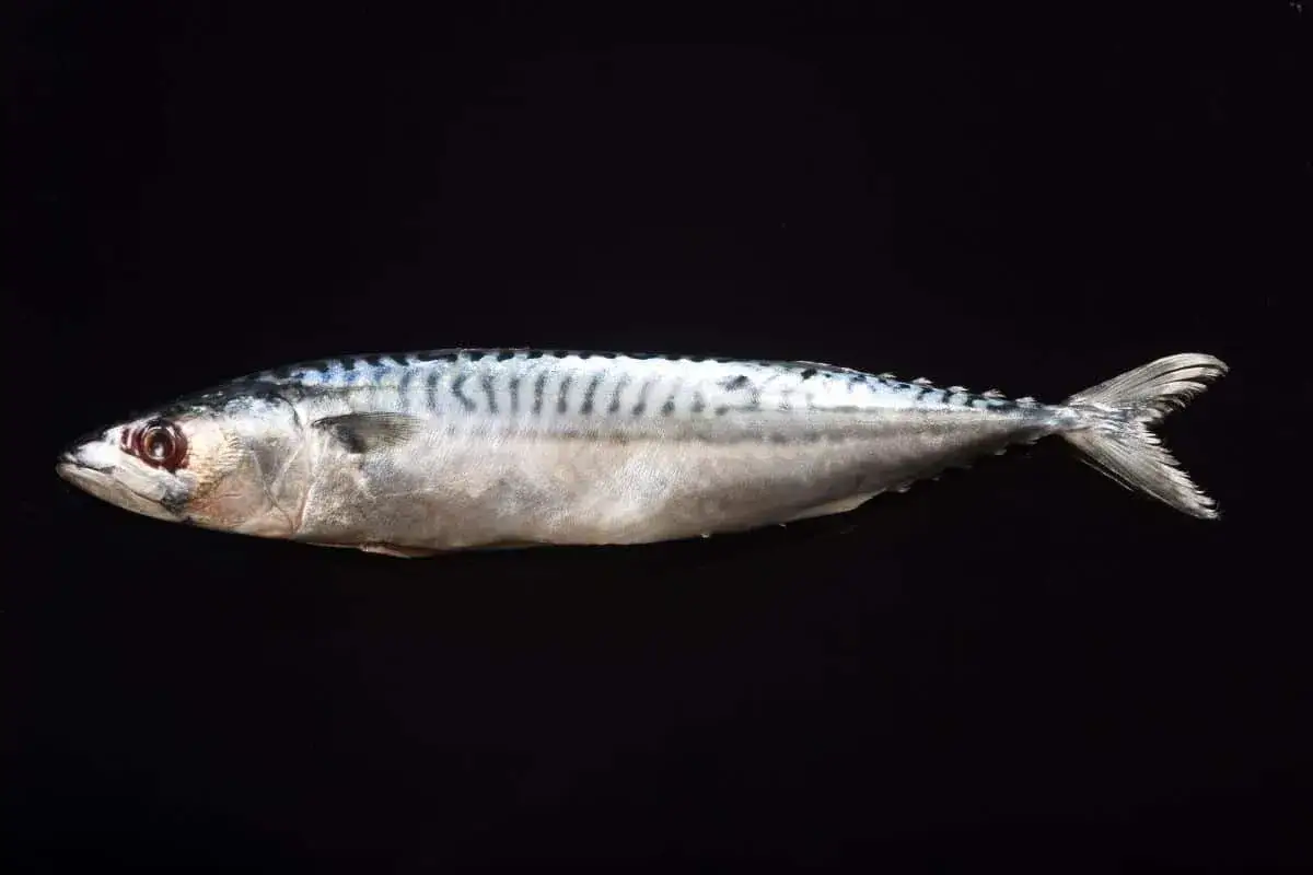 Wędkarz łowiący makrele z kutra w Norwegii