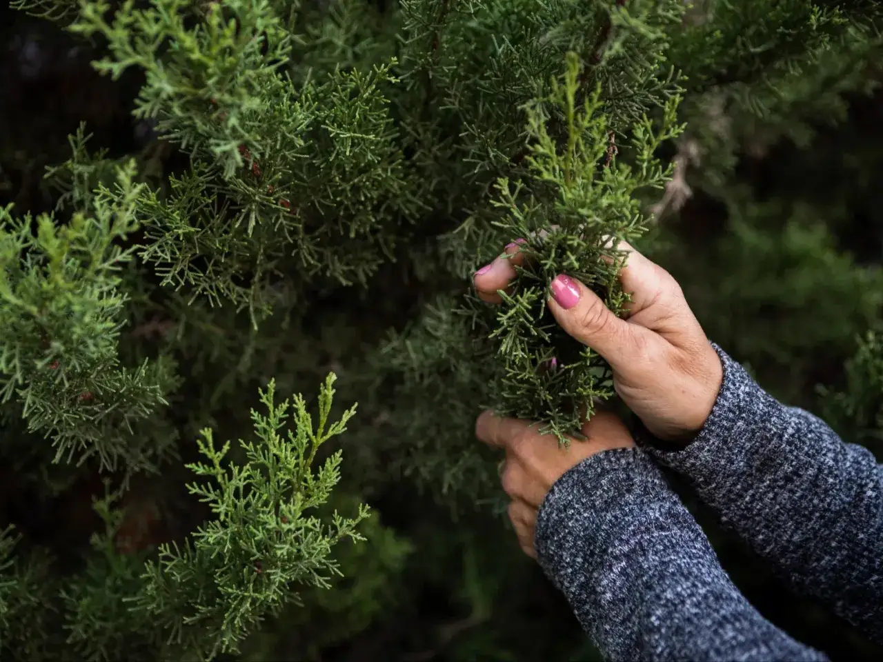 Dłonie przeglądają gałązki żywotnika, sprawdzając, czy kleszcze są w tujach.