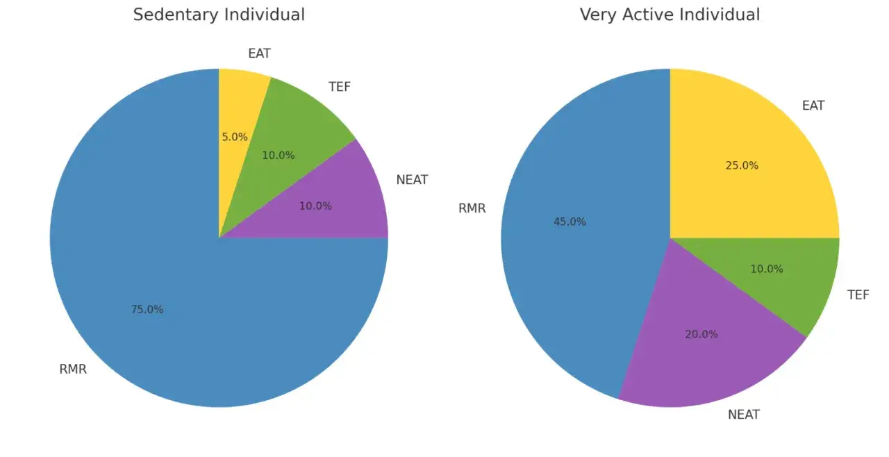 Wykresy kołowe por&oacute;wnujące waga a spalanie kalorii u os&oacute;b o r&oacute;żnym poziomie aktywności. RMR dominuje u os&oacute;b siedzących, podczas gdy aktywność fizyczna zwiększa spalanie.