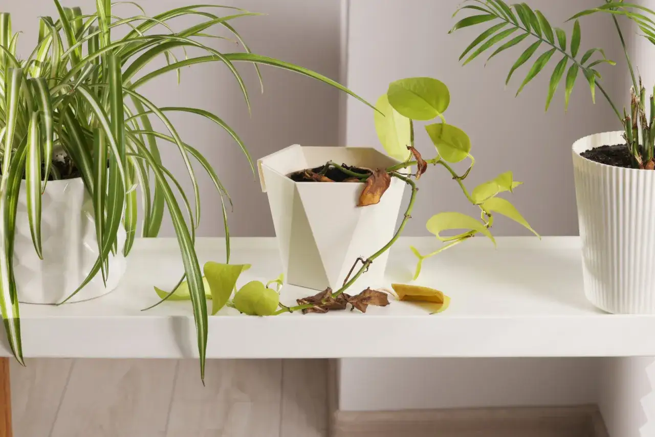 Epipremnum złociste zwiędnięte liście, oznaki chorób lub niewłaściwej pielęgnacji.