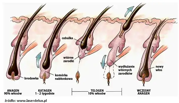 Fazy wzrostu włosa anagen katagen telogen