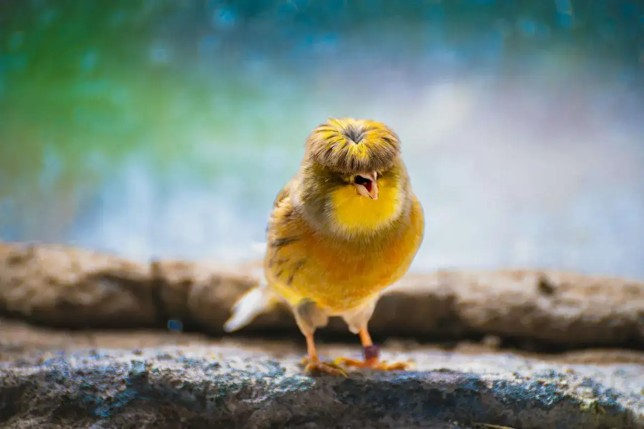 Toksyczne jedzenie dla kanarka infografika