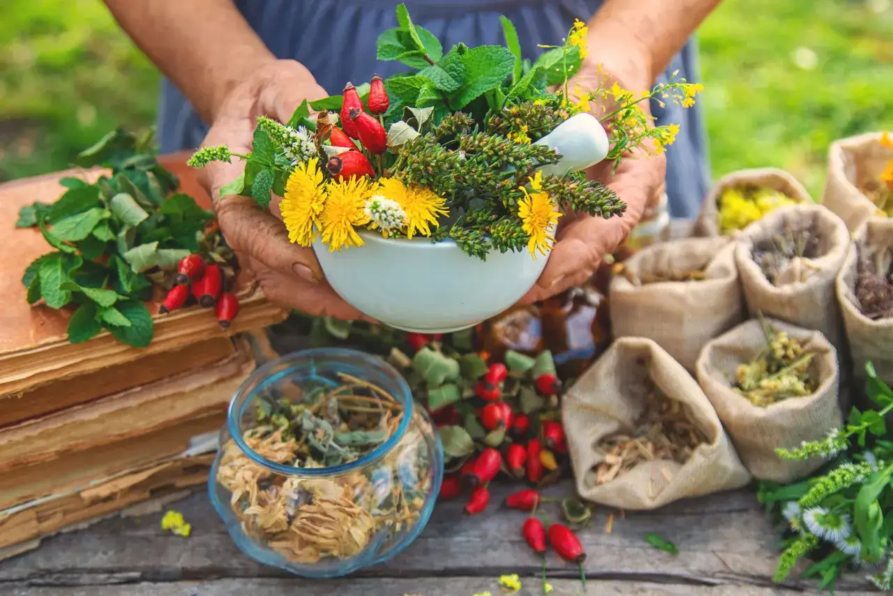 Dłonie trzymają moździerz z ziołami, wśród których są dzikie róże i mniszki. Czy herbata ziołowa nawadnia? Obok stare księgi i woreczki z suszem.