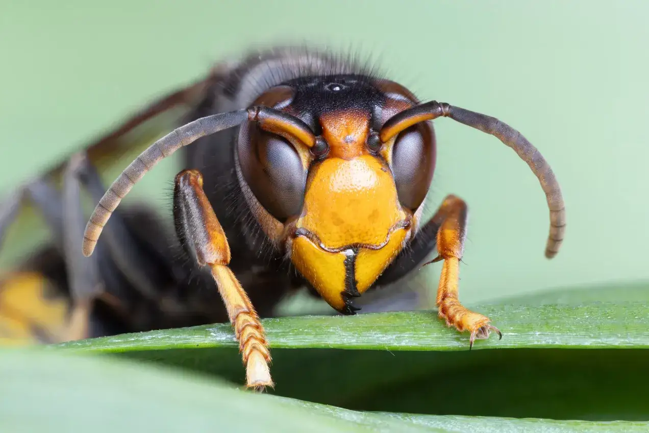 Makro zbliżenie na głowę szerszenia. Jego pomarańczowa twarz i czarne oczy są wyraźne. Może to być wskazówka, co odstrasza szerszenie.