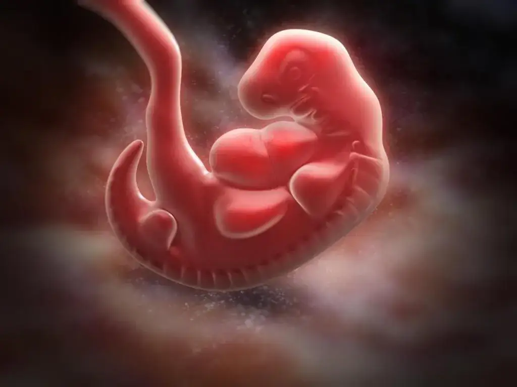 Zdjęcie Czy w 5 tygodniu lekarz potwierdzi ciążę? Co warto wiedzieć?