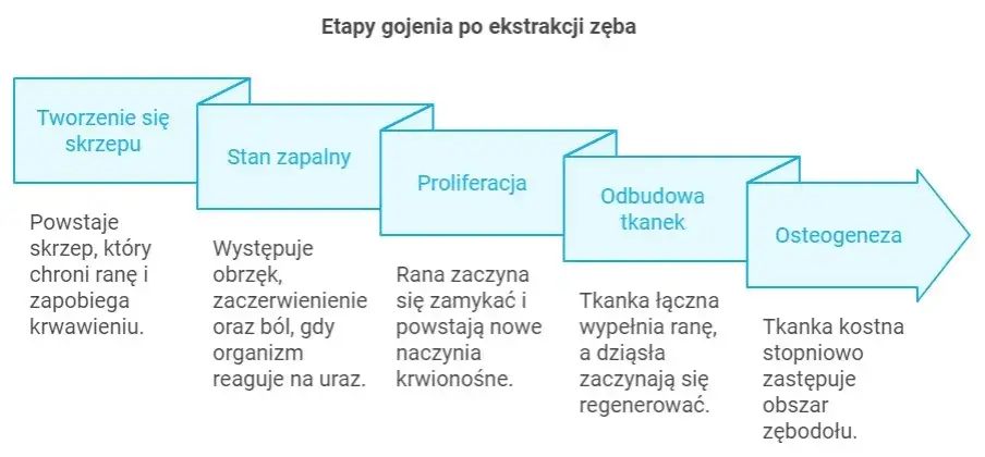 harmonogram gojenia po ekstrakcji ósemki