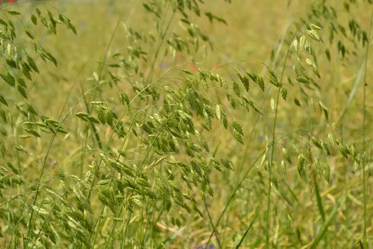 uprawa zboża zwalczanie chwastów herbicydy