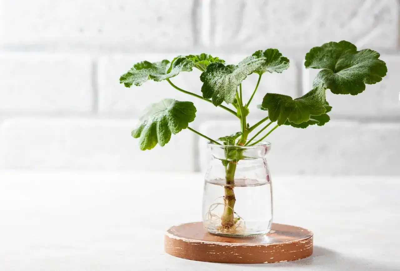 Rozmnażanie pelargonii po zimie: ukorzeniona sadzonka w szklanym słoiku z wodą, z widocznymi korzeniami.