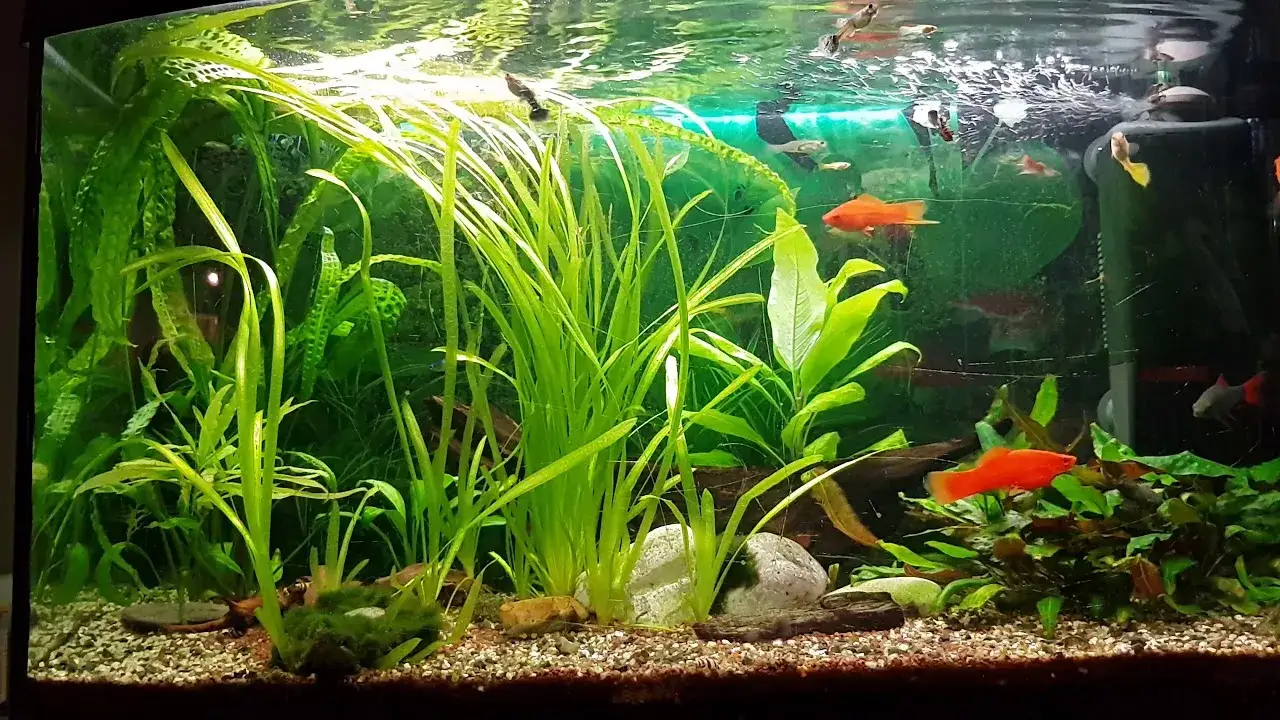 Zdjęcie Czy welonki mogą być z gupikami? Sprawdź, co musisz wiedzieć!