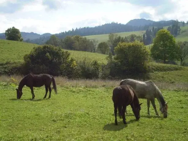 Zdjęcie Stadnina koni Jaworki - poznaj najlepsze atrakcje i usługi jeździeckie