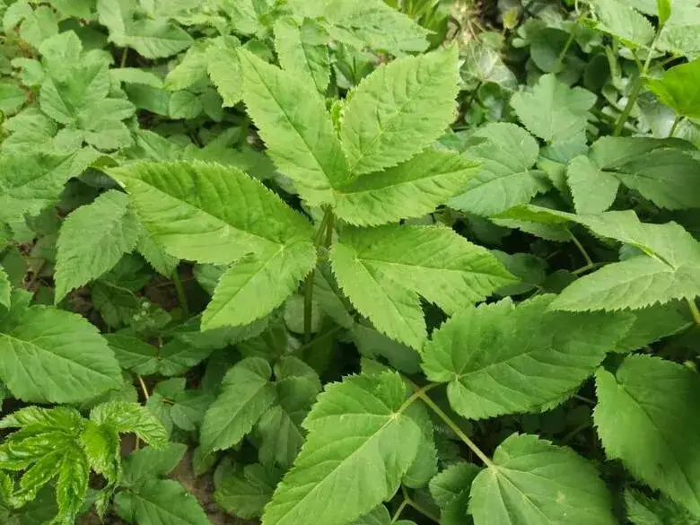 Zdjęcie Jadalny chwast: odkryj smaki i korzyści zdrowotne dzikich roślin