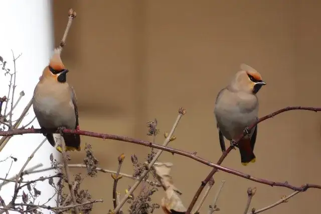 Zdjęcie Czym żywi się jemiołuszka? Zaskakujące fakty o jej diecie
