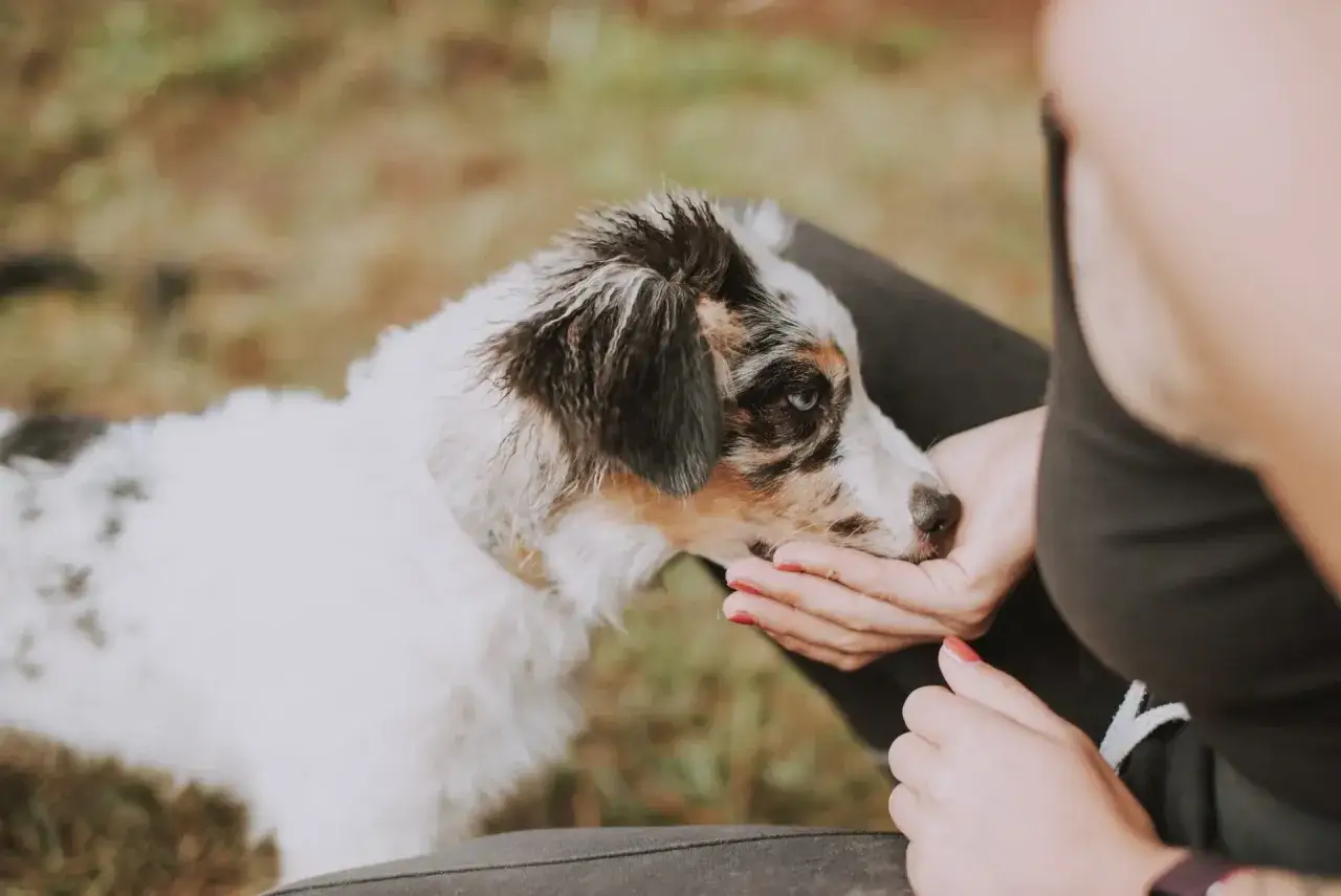 Zdjęcie Co może jeść 2-miesięczny szczeniak – dieta, zakazy i porady dla zdrowia