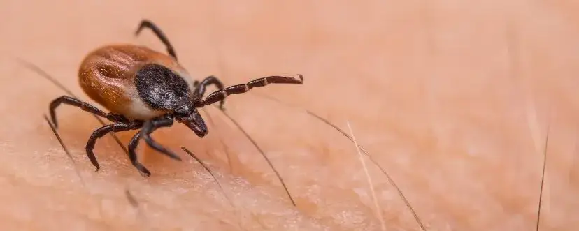 Zdjęcie Ugryzienie kleszcza: kiedy do lekarza i jak uniknąć powikłań