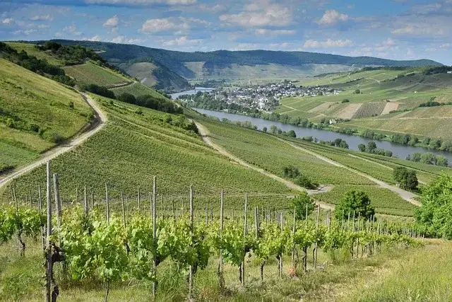 Zdjęcie Kiedy się sadzi winogron, aby uniknąć przemarznięcia sadzonek?