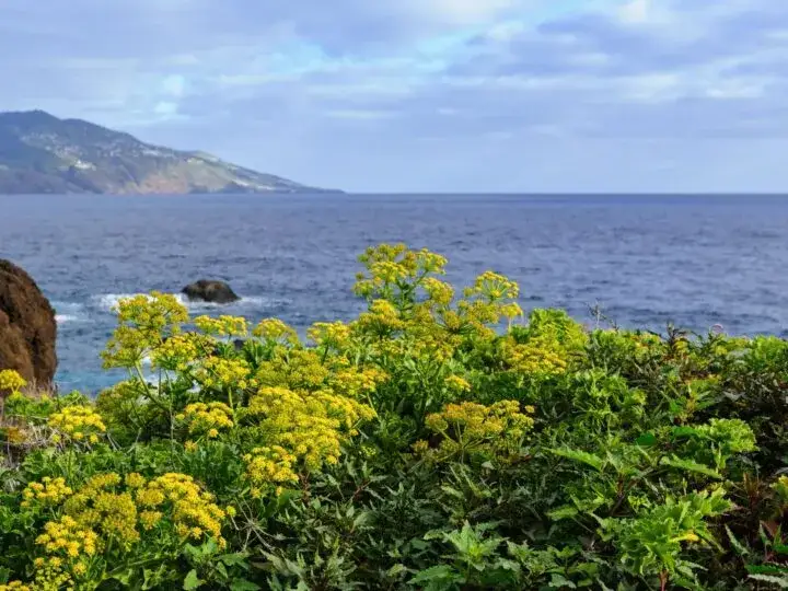 Zdjęcie Kiedy jechać na Wyspy Kanaryjskie: poznaj najlepszy termin na wakacje