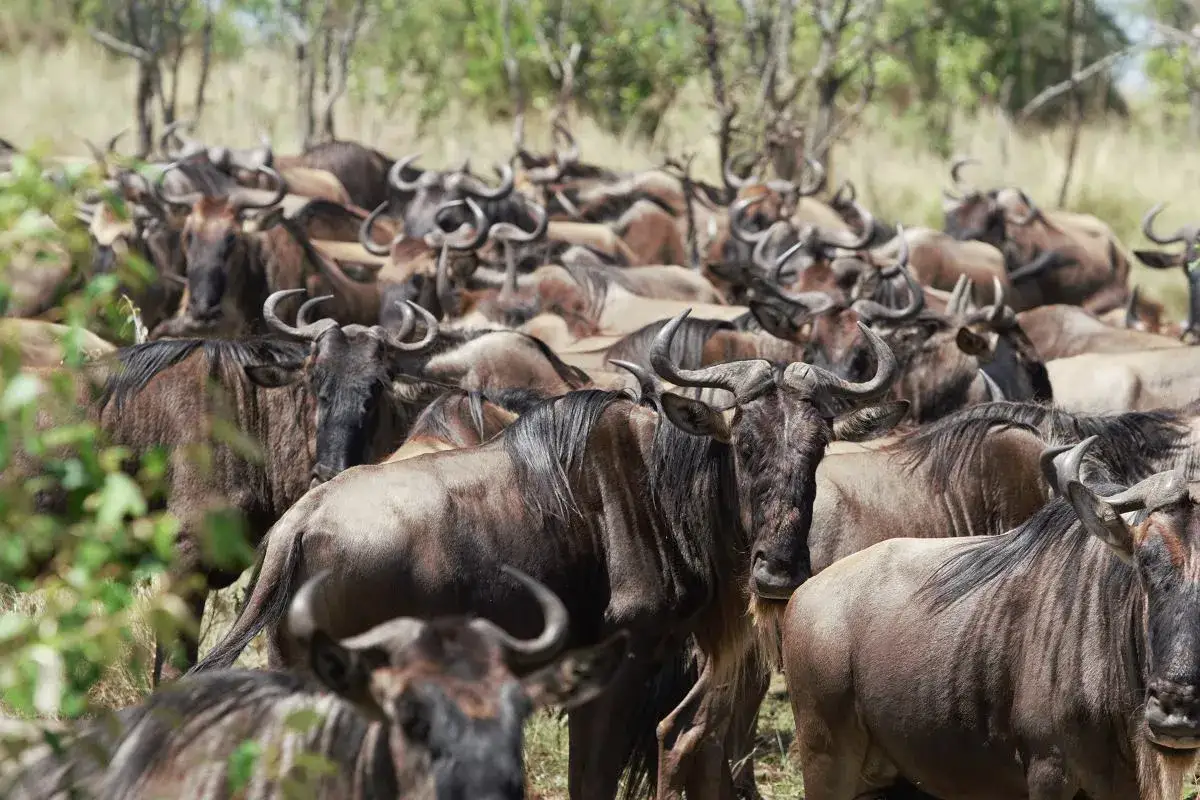 Stado gnu na sawannie. Kiedy najlepiej lecieć do Kenii, by zobaczyć Wielką Migrację?