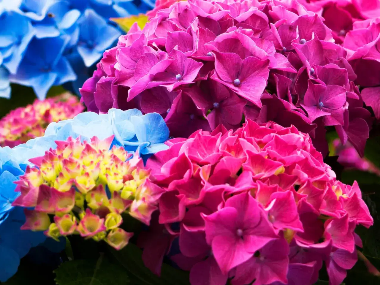 Piękne hortensje w odcieniach r&oacute;żu i błękitu, dow&oacute;d na to, jak kwiaty zmieniające kolor pod wpływem pH potrafią zachwycić.