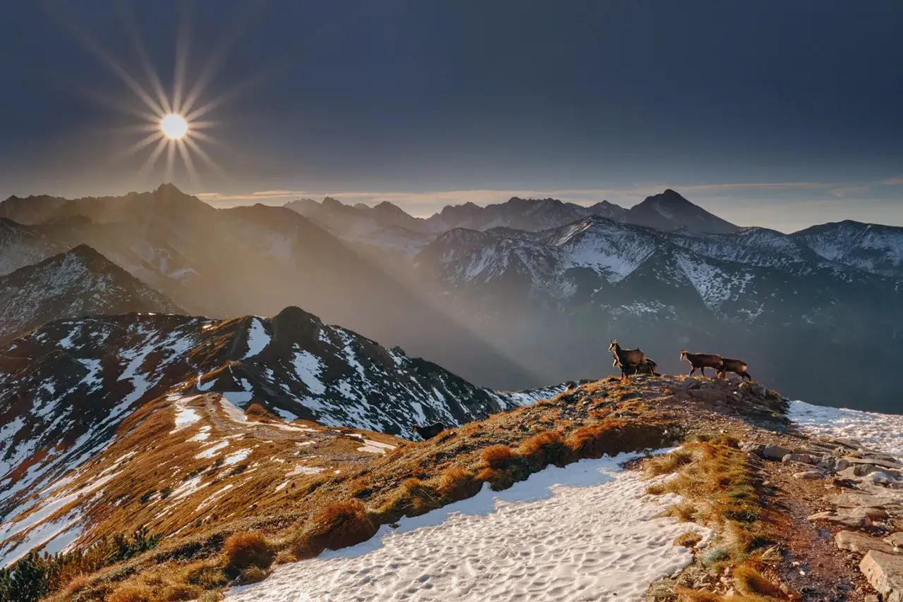 Słońce wschodzi nad ośnieżonymi, skalistymi szczytami. Na pierwszym planie pasą się kozice, a w oddali widać majestatyczne czerwone wierchy szczyty.