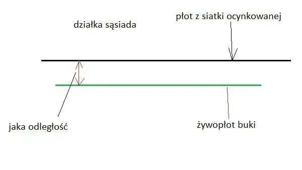ligustr żywopłot odległość od płotu schemat