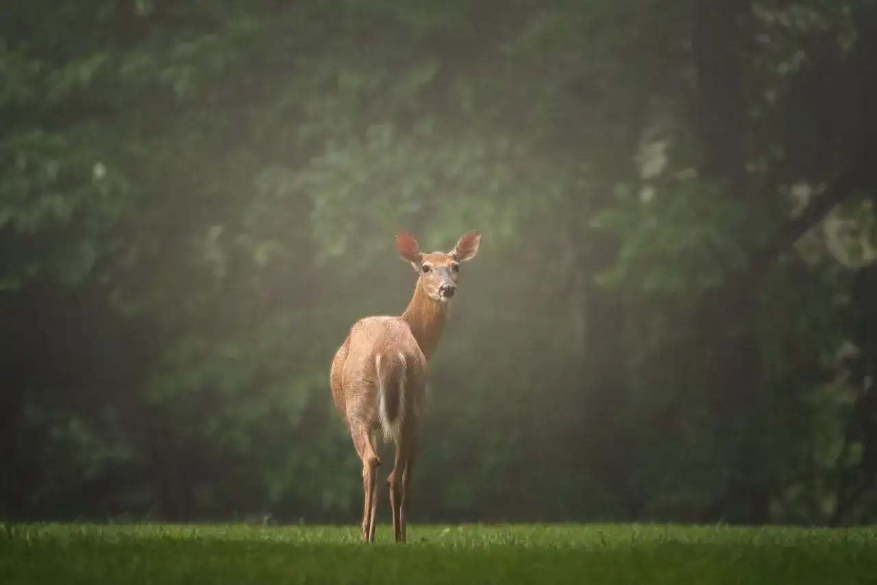 Młode sarny na tle mglistego lasu. Piękna fotografia przyrodnicza uchwyciła chwilę, gdy zwierzę ogląda się przez ramię.