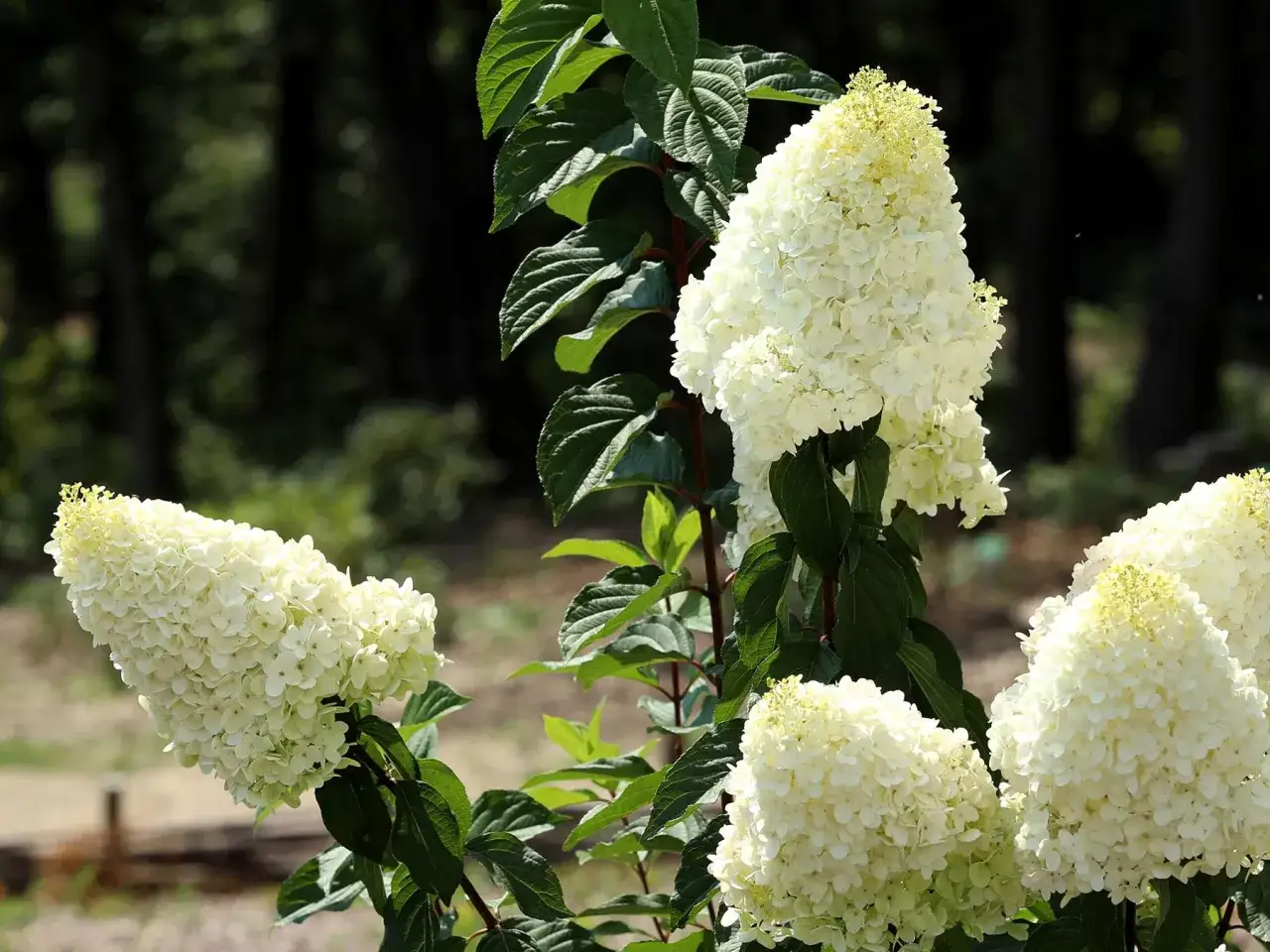 Kiedy sadzić hortensje? Piękne, białe kwiatostany hortensji bukietowej na tle zieleni.
