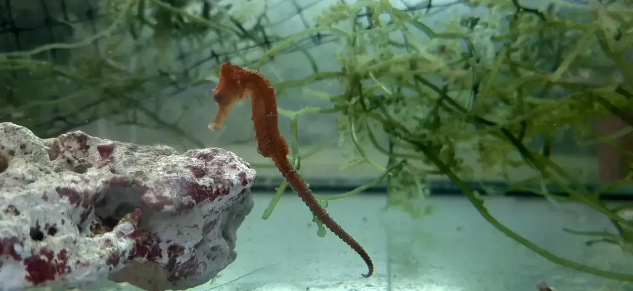 Pomarańczowy konik morski pływa wśród zielonych wodorostów, w swoim naturalnym środowisku, gdzie żyją koniki morskie.