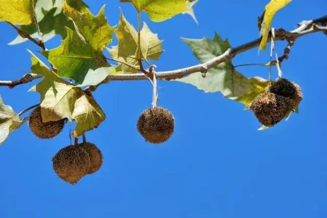 kwiaty męskie i żeńskie platana